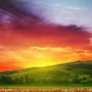 Pôr do Sol Colorido Sobre Campo de Flores