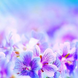 Flores Roxas Vibrantes