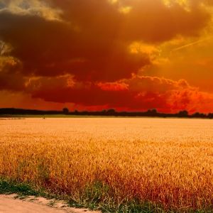 Campo de Trigo Dourado ao Pôr do Sol