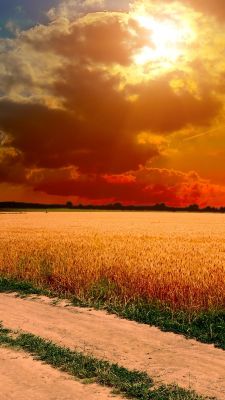 Campo de Trigo Dourado ao Pôr do Sol
