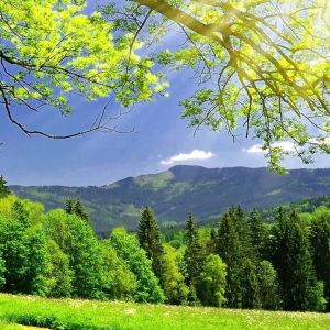 Paisagem Verdejante