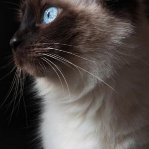 Gato Siamês com Olhos Azuis