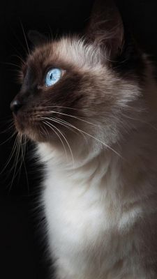 Gato Siamês com Olhos Azuis