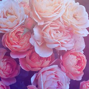 Belas Rosas Cor-de-Rosa