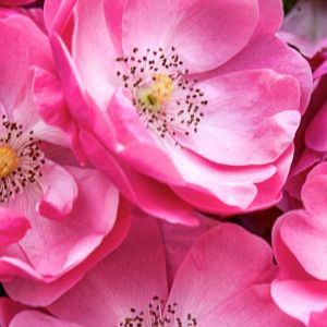 Lindas Flores Rosas