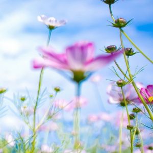 Lindas flores rosas em flor