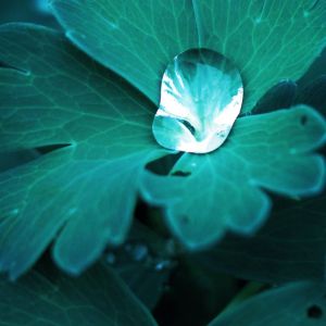 Folhas Verdes Serenas com Gotas de Água