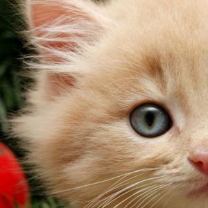 Gatinho de Natal Fofo