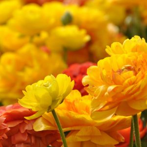 Flores Amarelas Vibrantes