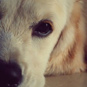 Cachorro Fofo em Close-Up