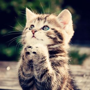Gatinho Fofo Orando