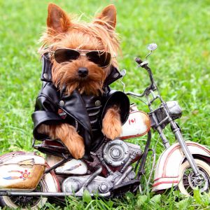 Cão Estiloso na Motocicleta