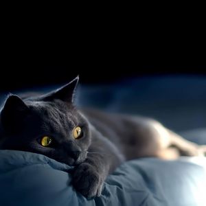 Gato Cinza Fofo Descansando
