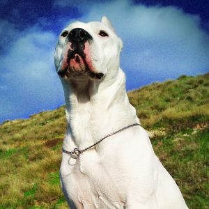 Cão Branco Majestoso