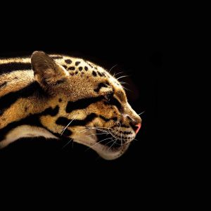 Perfil Majestoso de Jaguar