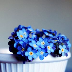 Flores Azuis Não Me Esqueça