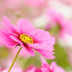 Linda Flor Rosa