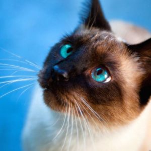 Gato Siamês em Close-Up