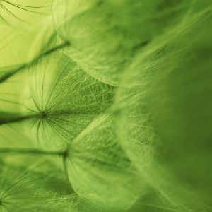 Delicada Abstrata Verde Natural