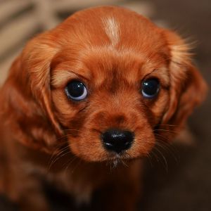Filhote de Cavalier King Charles Spaniel