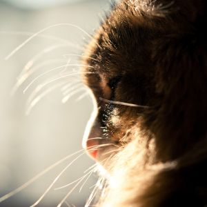 Retrato de macaco em close-up