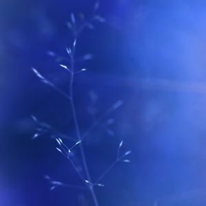 Natureza Abstrata Azul