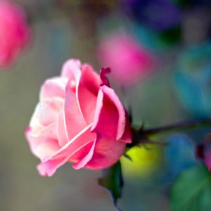 Linda Rosa Rosa