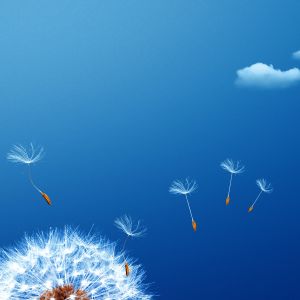 Sementes de Dente de Leão no Céu Azul