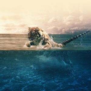 Tigre nadando na água