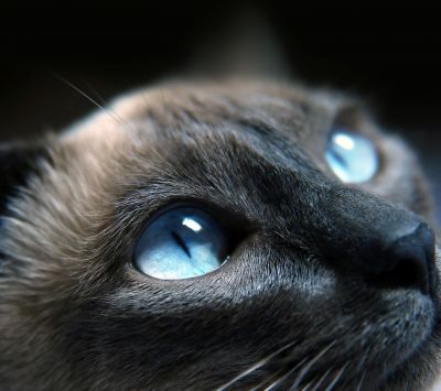 Gato Siamês em Close-Up