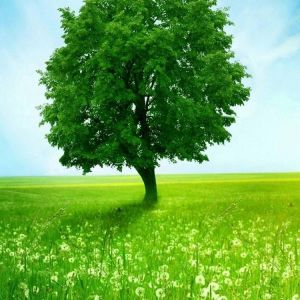 Árvore Verde no Campo