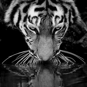 Reflexo Majestoso de Tigre