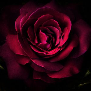 Linda Rosa Vermelha Escura