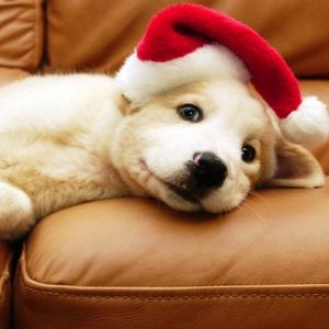 Filhote Fofo com Chapéu de Natal