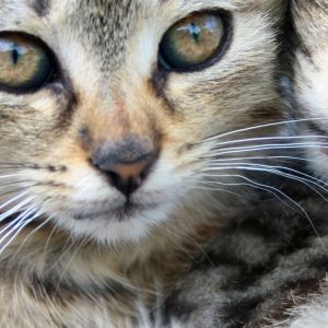Gatinhos Fofos em Close