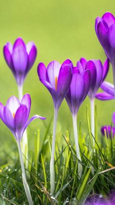 Flores de Crocus Roxas