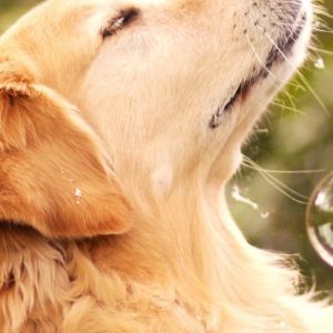 Golden Retriever com Bolhas