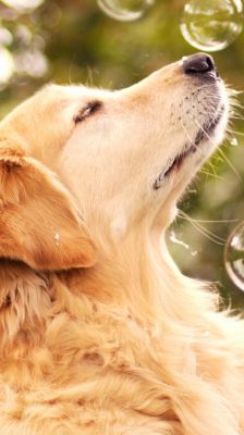 Golden Retriever com Bolhas
