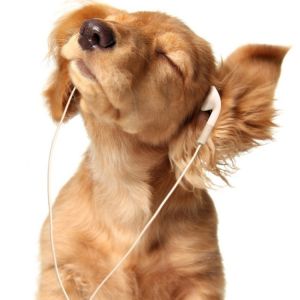Cachorro fofo ouvindo música
