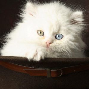 Gato Branco Fofo com Olhos Azuis e Amarelos