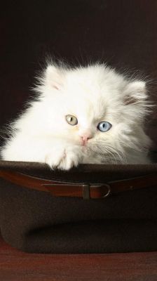 Gato Branco Fofo com Olhos Azuis e Amarelos