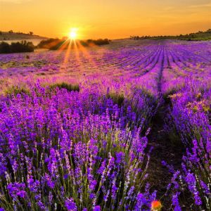 Campos de Lavanda ao Pôr do Sol