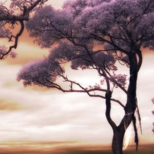 Paisagem Rosa Serena