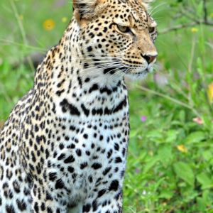 Leopardo na Natureza