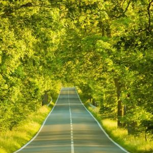 Estrada Cênica Cercada por Árvores