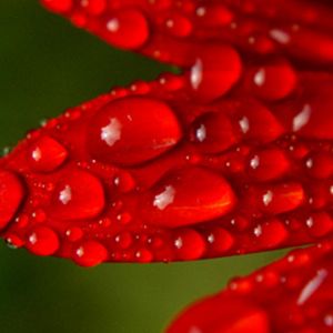 Pétalas Vermelhos com Gotas de Orvalho