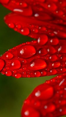 Pétalas Vermelhos com Gotas de Orvalho
