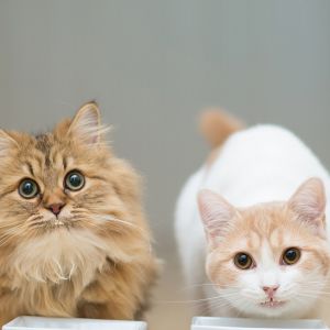 Gatos Fofos Comendo Juntos