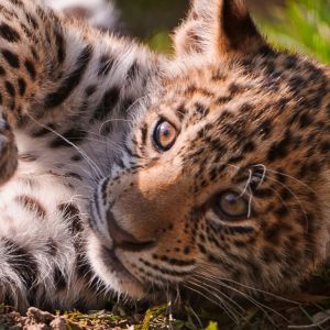 Filhote de Leopardo Fofo