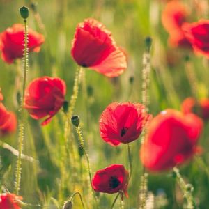 Papoilas Vermelhas Vibrantes em Flor
